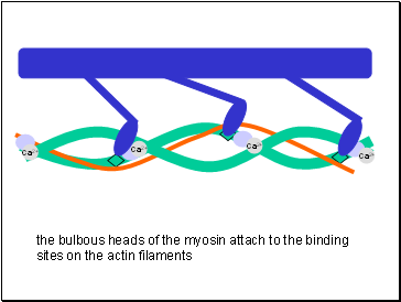 Ca2+