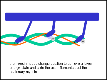 Ca2+