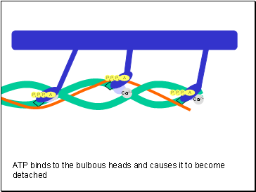 Ca2+