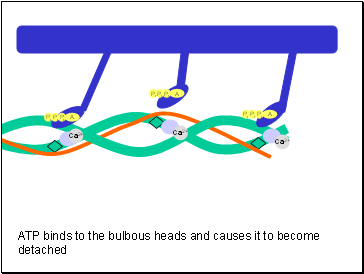 Ca2+