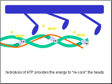 Ca2+