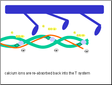 Ca2+