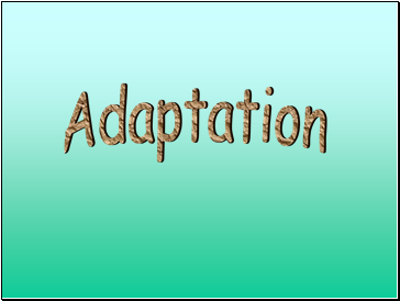 Adaptation