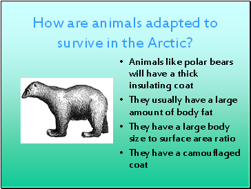 How are animals adapted to survive in the Arctic?