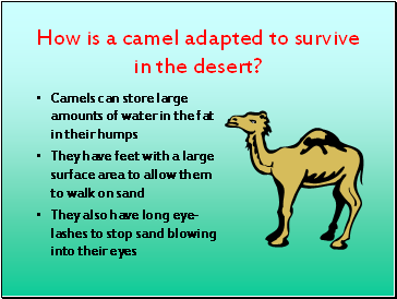 How is a camel adapted to survive in the desert?