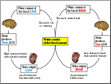 ADH Diagram animated