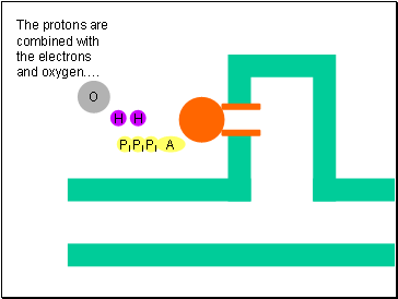 The protons are combined with the electrons and oxygen.