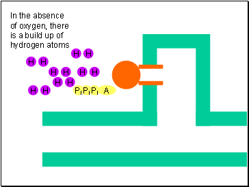 In the absence of oxygen, there is a build up of hydrogen atoms