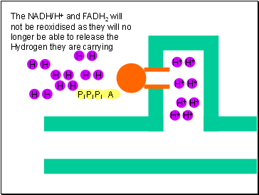 The NADH/H+ and FADH2 will not be reoxidised as they will no longer be able to release the Hydrogen they are carrying