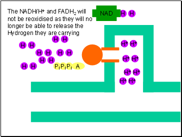 The NADH/H+ and FADH2 will not be reoxidised as they will no longer be able to release the Hydrogen they are carrying