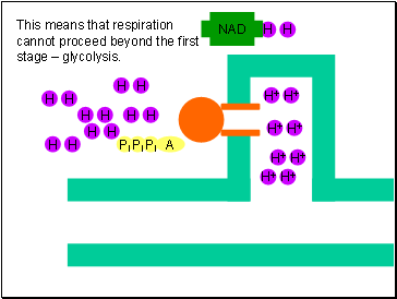 This means that respiration cannot proceed beyond the first stage  glycolysis.