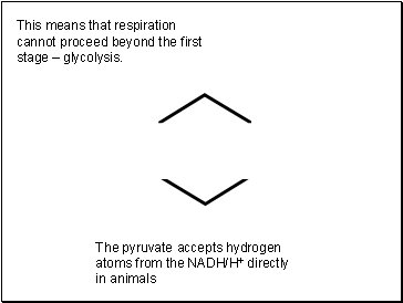 This means that respiration cannot proceed beyond the first stage  glycolysis.