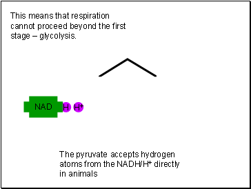 This means that respiration cannot proceed beyond the first stage  glycolysis.