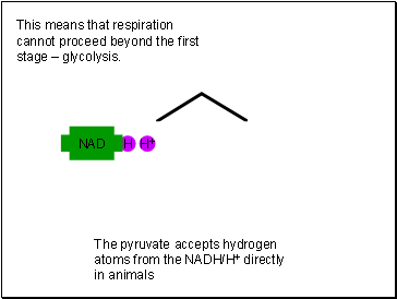 This means that respiration cannot proceed beyond the first stage  glycolysis.