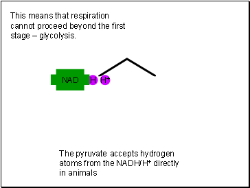 This means that respiration cannot proceed beyond the first stage  glycolysis.