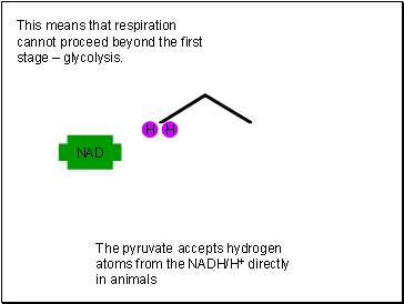 This means that respiration cannot proceed beyond the first stage  glycolysis.