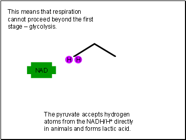 This means that respiration cannot proceed beyond the first stage  glycolysis.