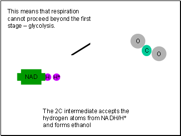 This means that respiration cannot proceed beyond the first stage  glycolysis.