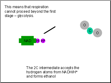 This means that respiration cannot proceed beyond the first stage  glycolysis.