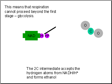 This means that respiration cannot proceed beyond the first stage  glycolysis.