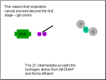 This means that respiration cannot proceed beyond the first stage  glycolysis.