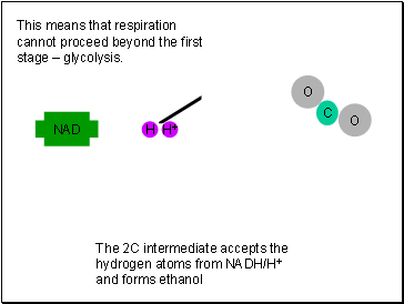 This means that respiration cannot proceed beyond the first stage  glycolysis.