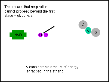 This means that respiration cannot proceed beyond the first stage  glycolysis.