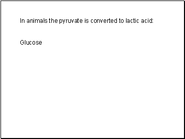 In animals the pyruvate is converted to lactic acid: