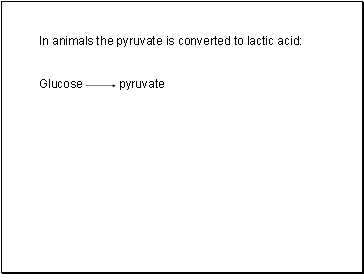 In animals the pyruvate is converted to lactic acid: