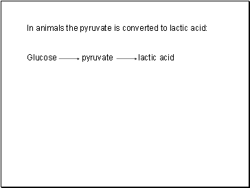 In animals the pyruvate is converted to lactic acid: