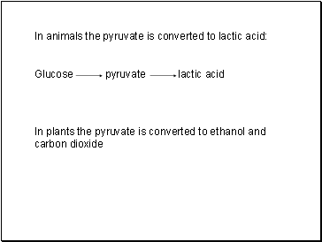 In animals the pyruvate is converted to lactic acid: