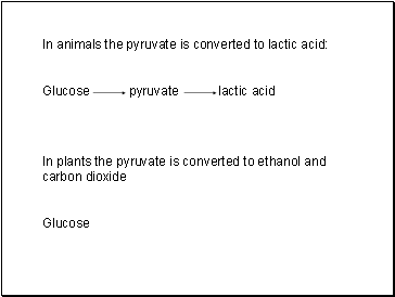 In animals the pyruvate is converted to lactic acid: