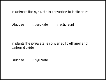 In animals the pyruvate is converted to lactic acid:
