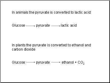 In animals the pyruvate is converted to lactic acid: