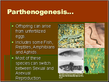 Parthenogenesis…