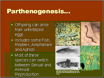 Parthenogenesis