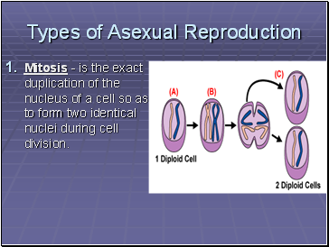 Types of Asexual Reproduction