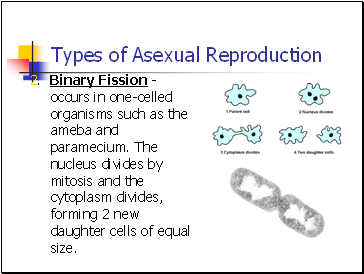 Types of Asexual Reproduction