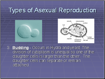 Types of Asexual Reproduction