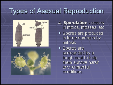 Types of Asexual Reproduction