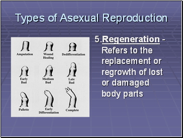 Types of Asexual Reproduction