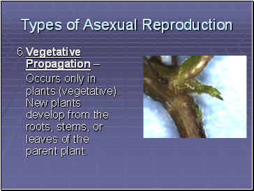 Types of Asexual Reproduction