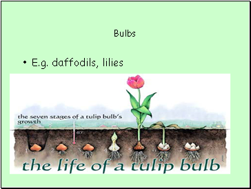 Bulbs