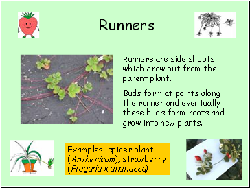 Runners