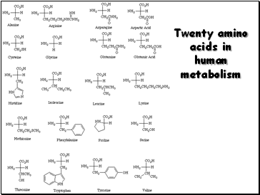 Twenty amino acids in human metabolism