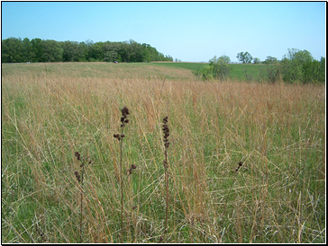 Temperate Grassland