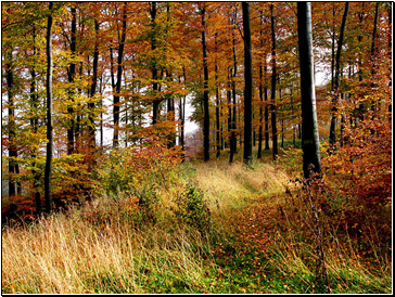 Temperate Deciduous Forests