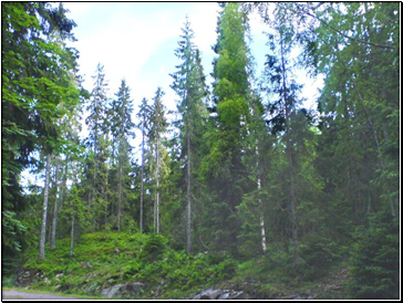 Taiga (Boreal Forest)