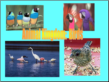 Animal Kingdom: Birds