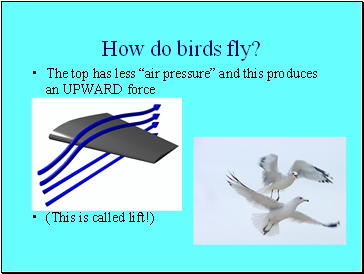 How do birds fly?